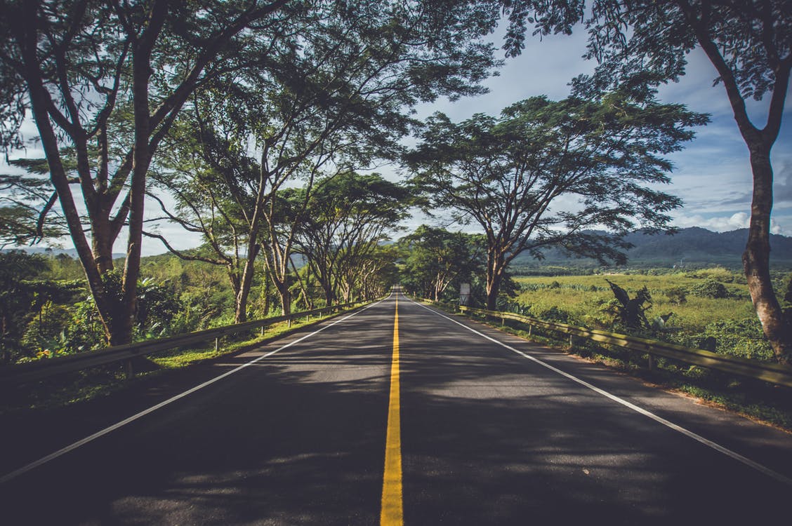 Carretera con línea amarilla bajo árboles frondosos
